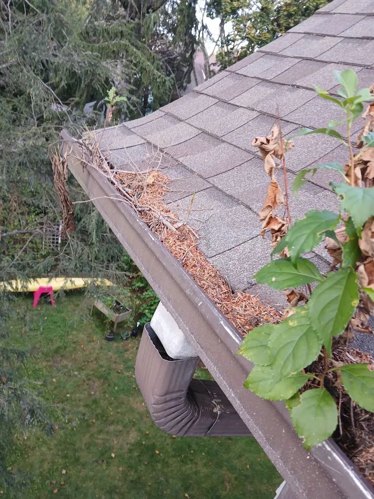 Plants growing out of a clogged gutter